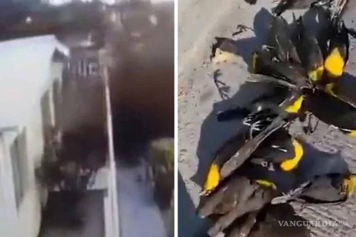 ¡Impactante!... cientos de aves caen muertas sin razón aparente en Chihuahua (video)
