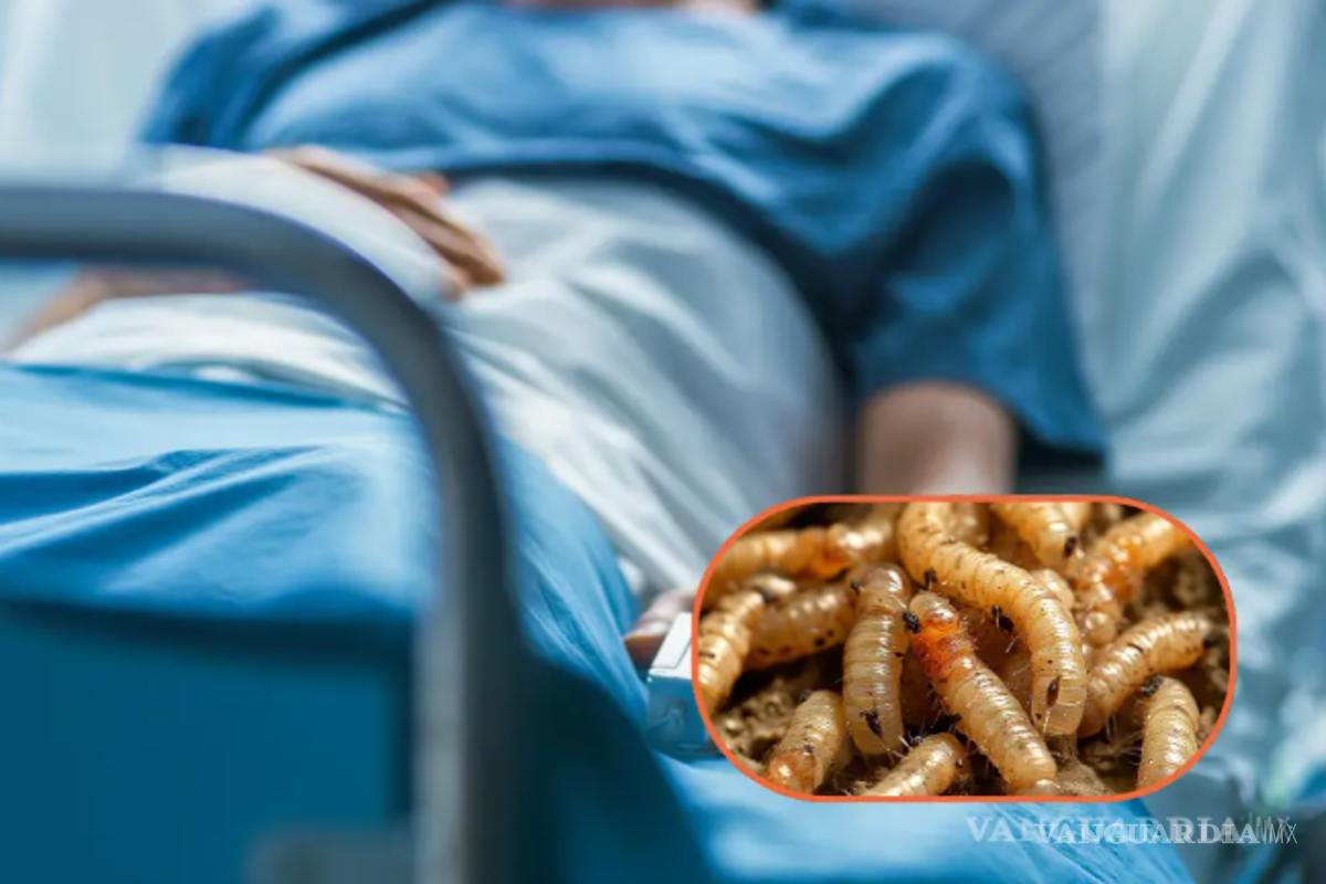 Gusano Barrenador, una plaga que tiene en alerta al estado