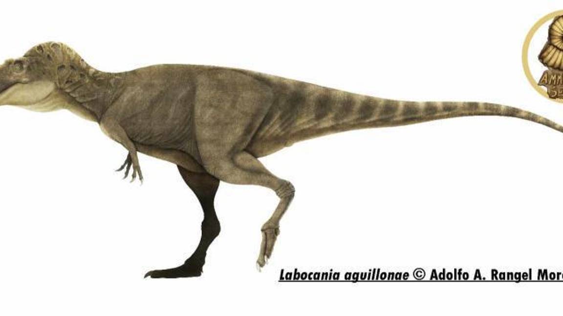 $!Labocania aguillonae.