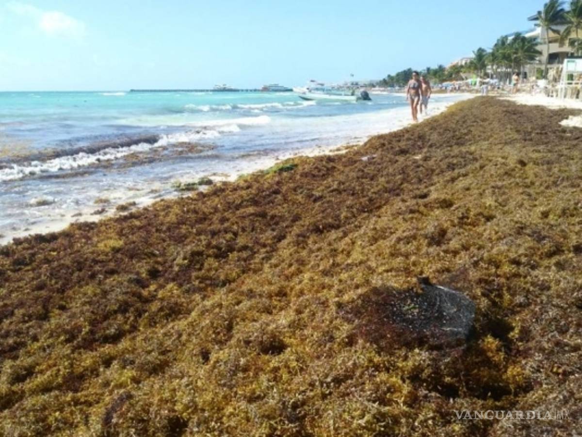 $!Con Borge 'desaparecieron' 79 mdp contra sargazo