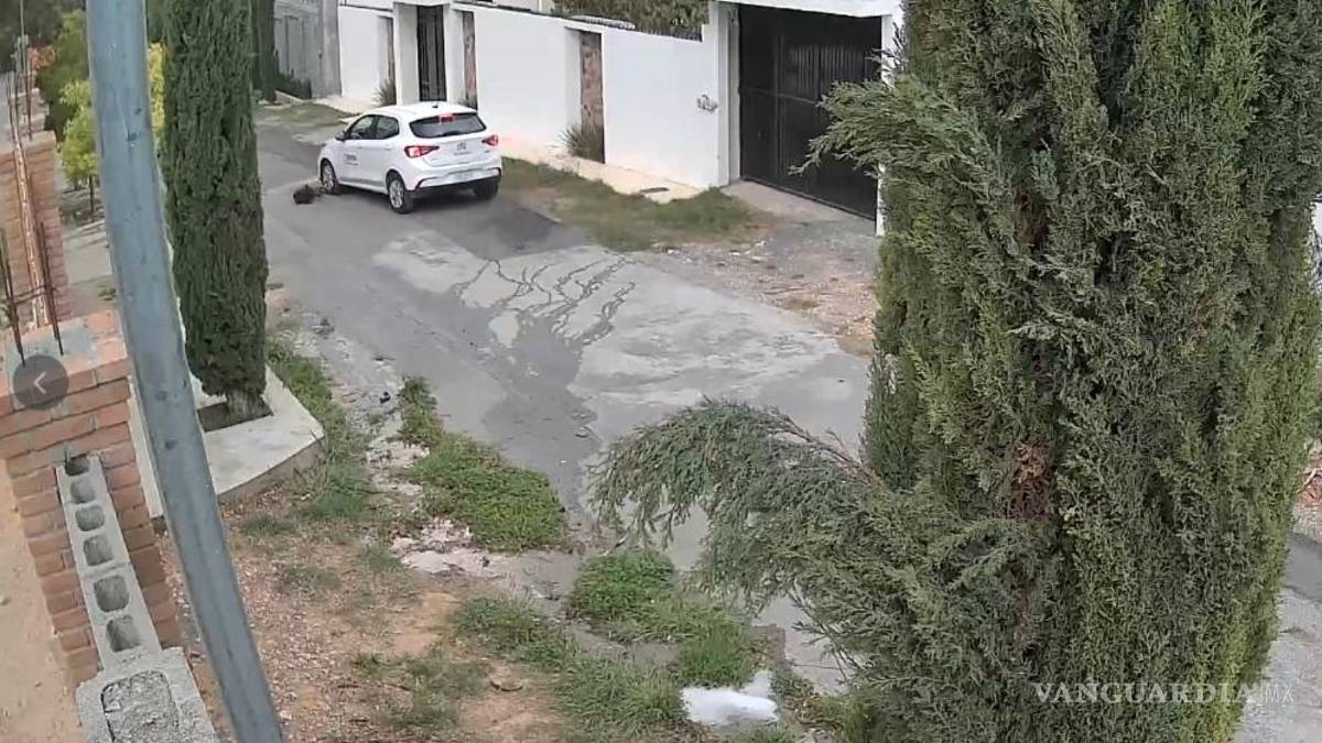 Difunden atropellamiento intencional de perrita en Lomas de Lourdes, Saltillo