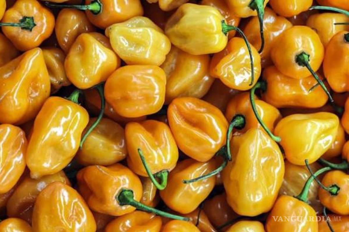 Coahuila: ¿Y tú, cuál prefieres? El habanero es el chile favorito de los mexicanos