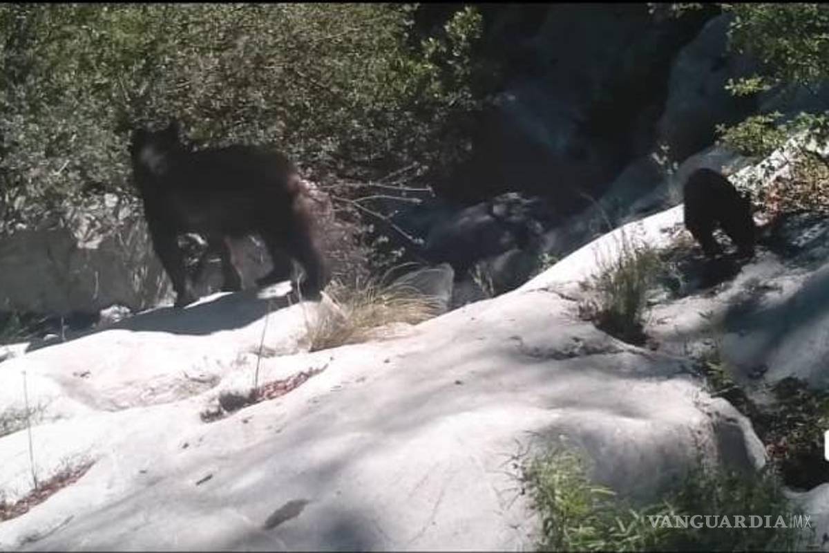 Captan momentos íntimos en la vida de un oso negro y sus crías en la Sierra de Zapalinamé