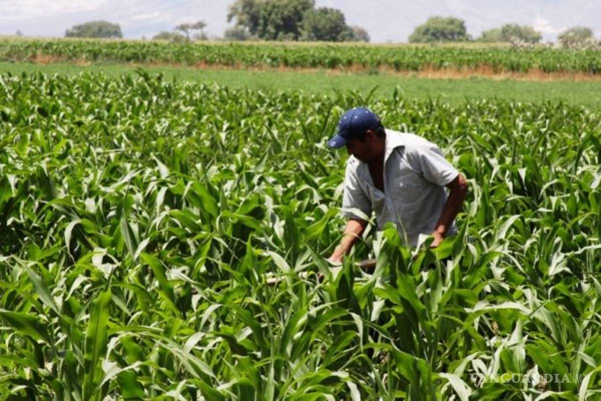 La ‘Conasupo’ de AMLO no está licitando sus contratos millonarios