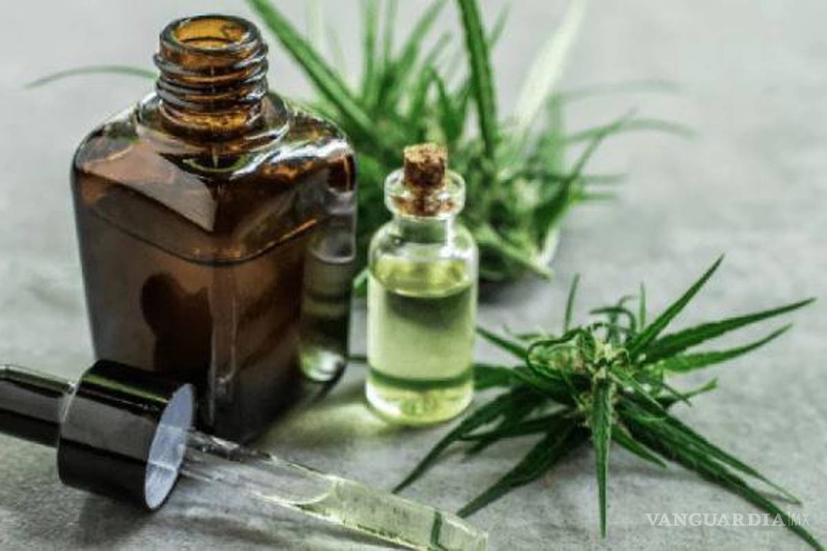 Coahuila: CBD, producto a base de cannabis, un aliado en la desintoxicación de adictos