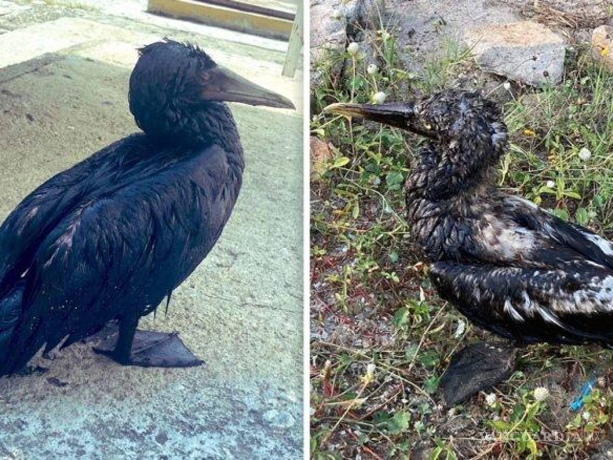 $!Pemex ‘calla’ por derrame que contamina playas en Salina Cruz; combustible cubre animales y arena