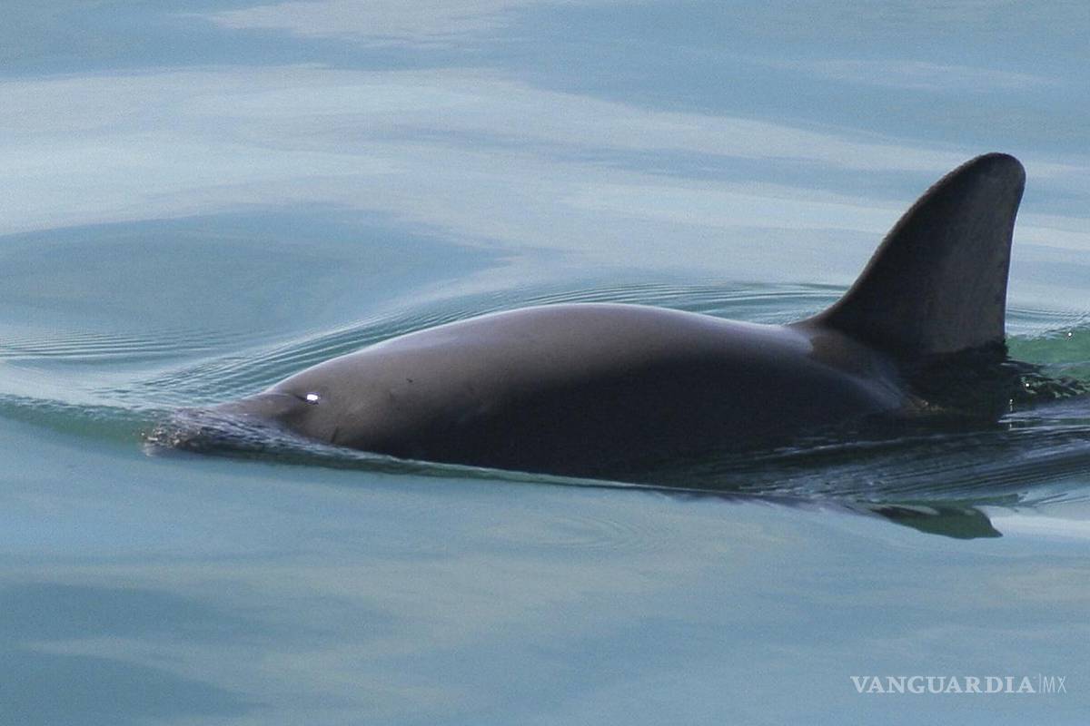 CITES sanciona a México, tras no hacer lo suficiente para evitar extinción de la vaquita marina