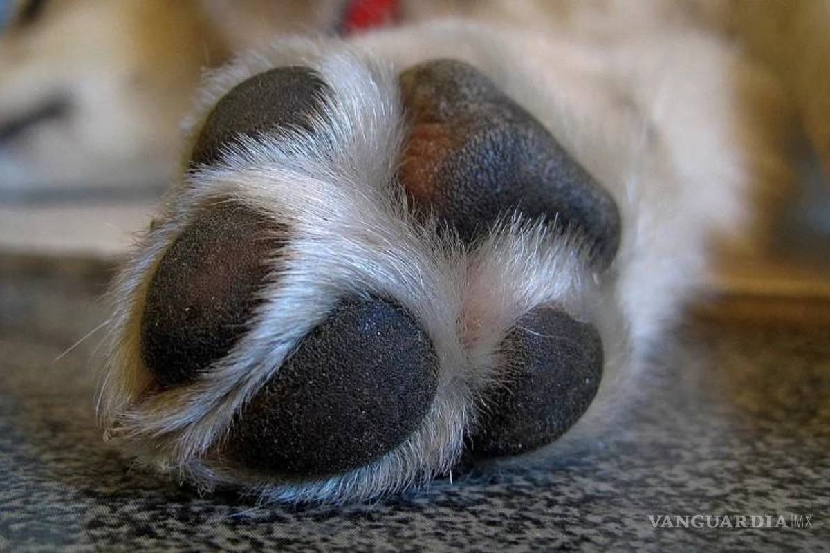 Denuncian caso extremo de maltrato animal en Saltillo: perrita fue colgada y abusada cerca de la Central de Autobuses