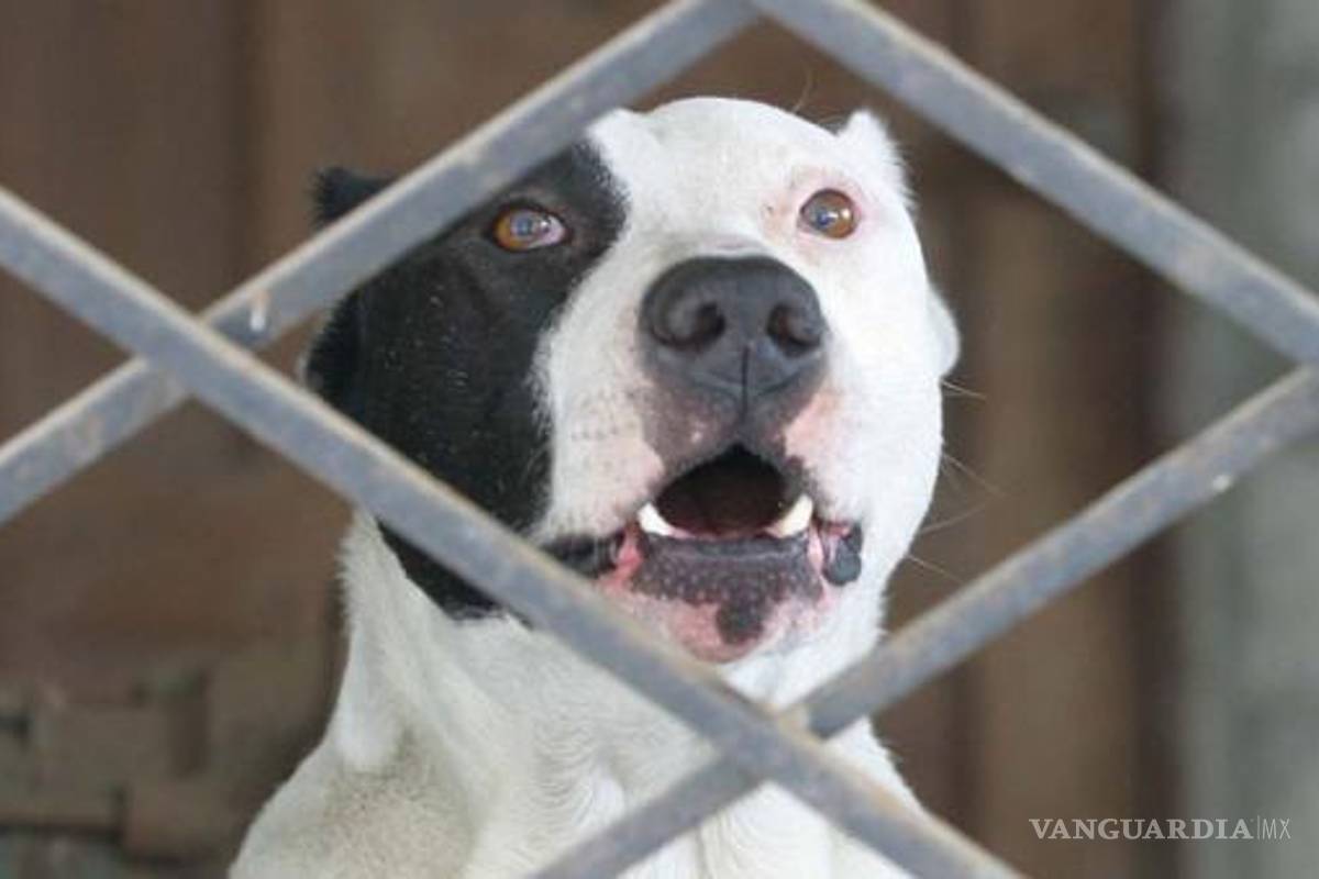 Diputados aprueban sancionar hasta con 5 años de cárcel a quien entrene a perros para pelea