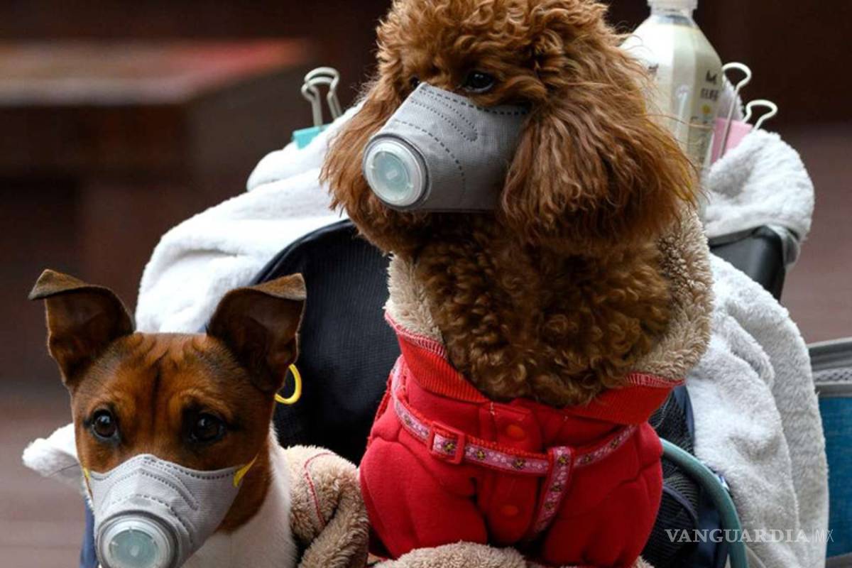 El coronavirus también se contagia... ¡a los perros!; confirman positivo de Covid-19 en mascota