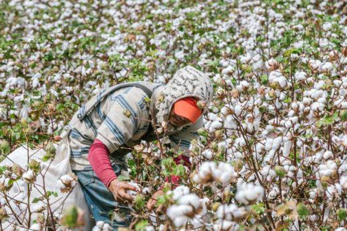 Cae 33% la producción de algodón en México, por carestía de semillas
