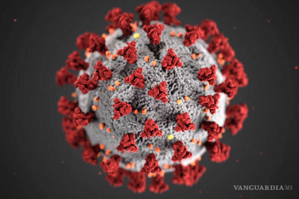 COVID-19 no ha mutado en diferentes tipos de virus, según un estudio publicado en Virus Evolution
