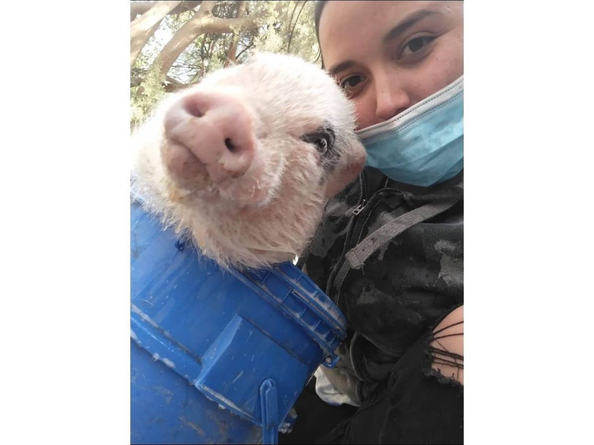 $!Bruno es un cerdito que vive en Arteaga con su dueña, Natalia Valdés y su familia.