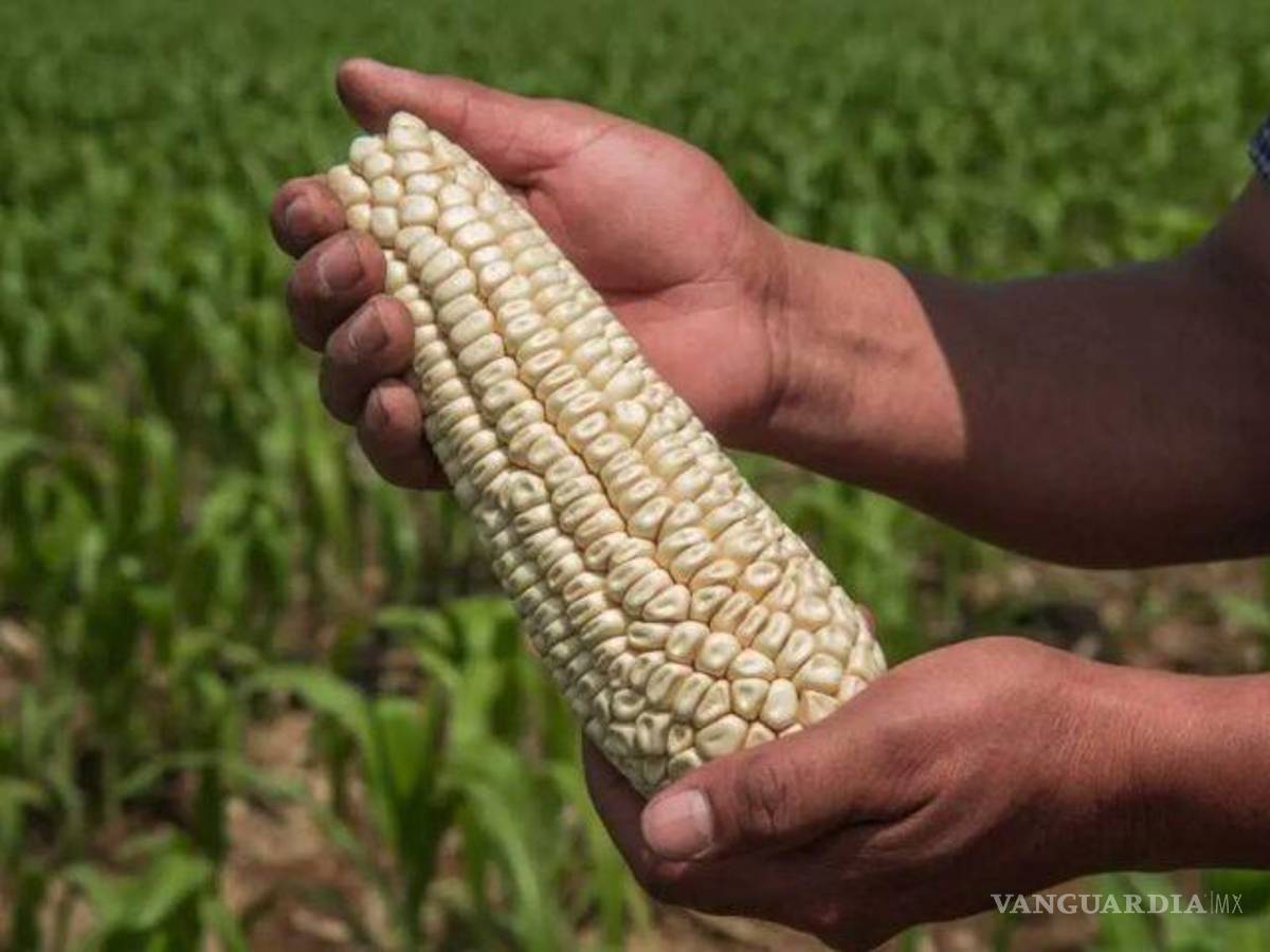 $!El gobierno federal argumenta que el maíz biotecnológico perjudica a las variedades autóctonas y puede tener efectos adversos para la salud