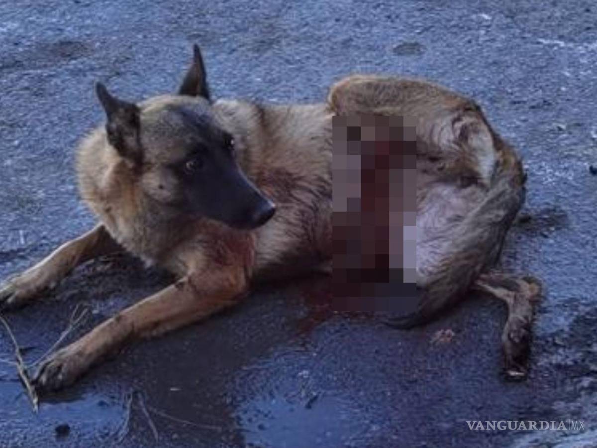 $!Laisha, de nueve meses, fue atropellada por un taxista que se dio a la fuga.