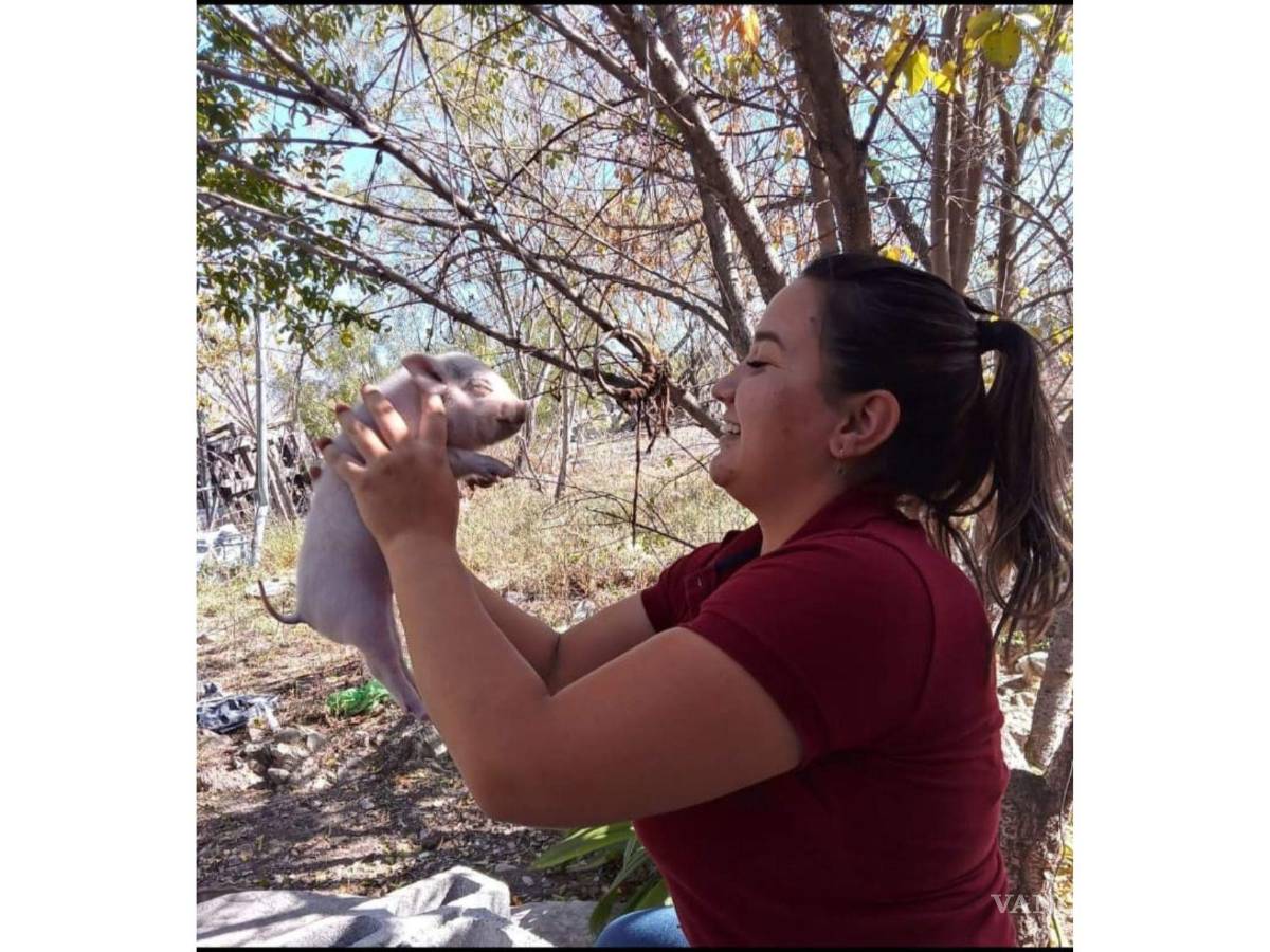 $!El nombre de este singular cerdito es Bruno, pero su familia le llama “Brunis” de cariño.