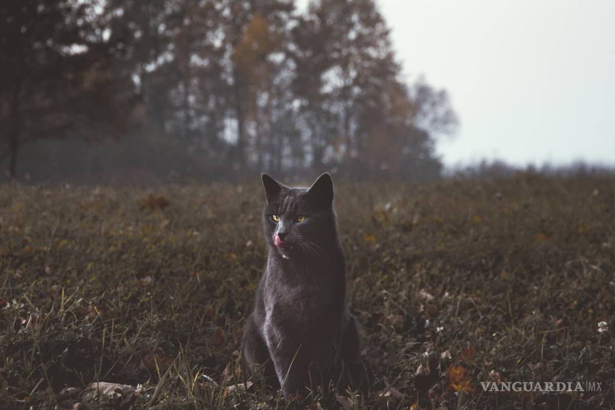 Martes 13 o viernes 13, ¿cuál es el verdadero día de la mala suerte?