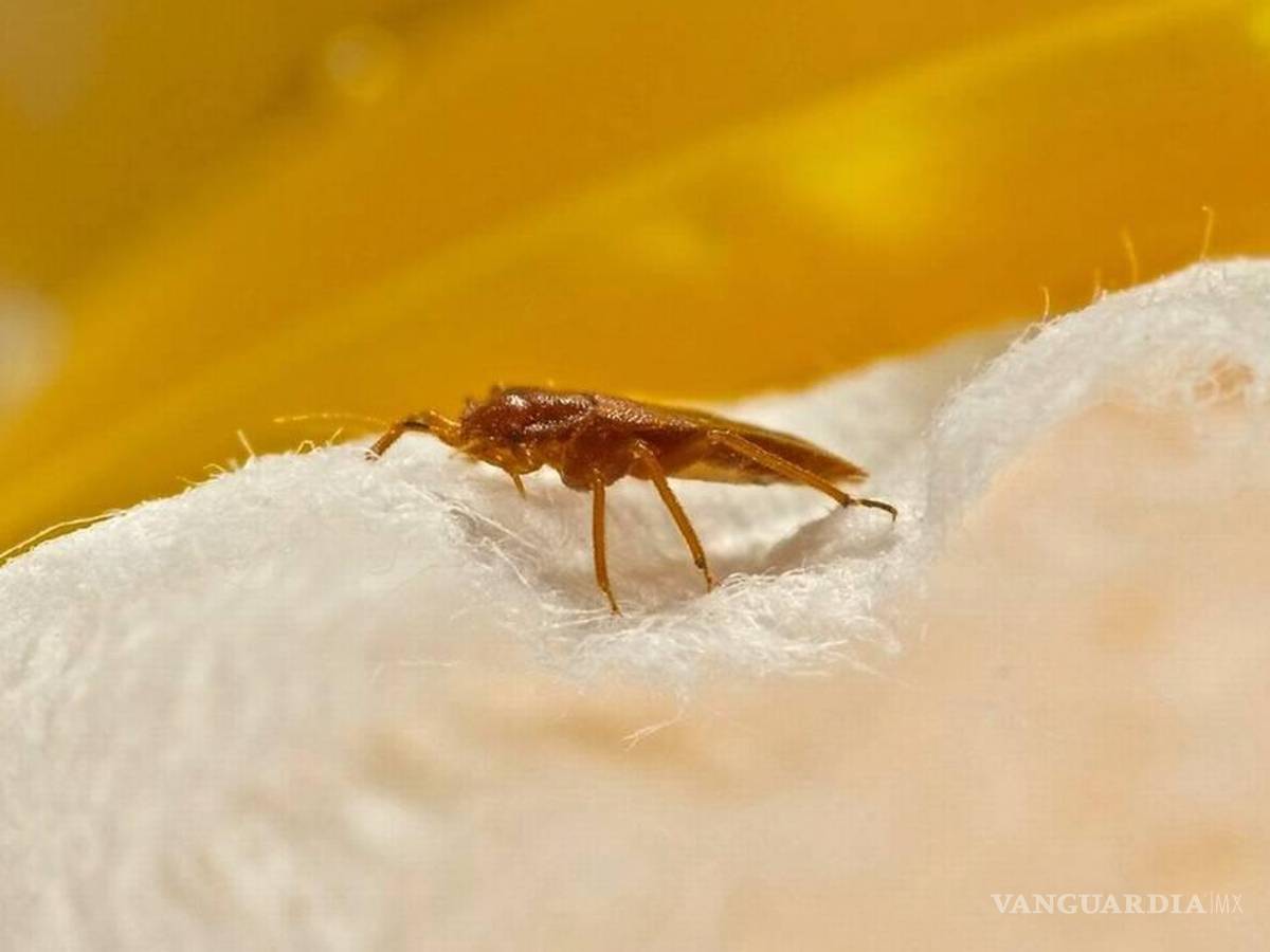 $!De manera general estos insectos suelen ser atraídos por ropa sucia, el calor y el dióxido de carbono que proviene de la respiración.