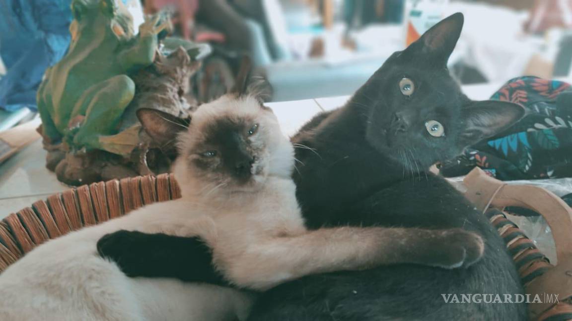 $!El pequeño Becker, de aproximadamente un año y medio de edad, nació como parte de la camada de “Mond”, quienes no se han separado de Metzly hasta hoy.