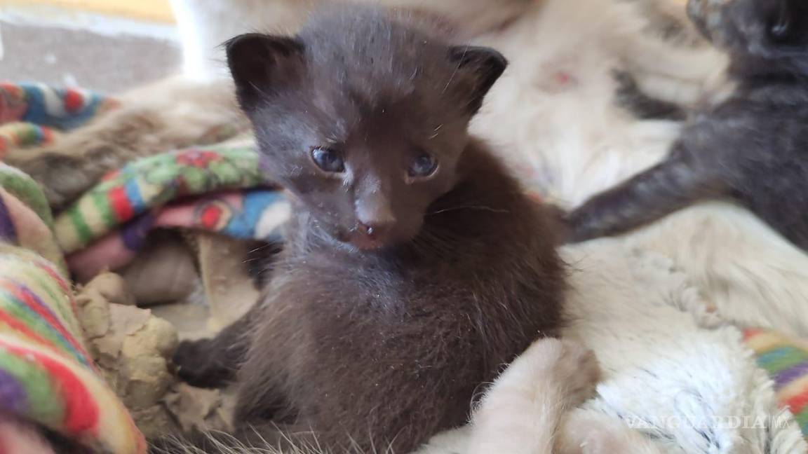 $!Por último, Metz indicó que próximamente realizarán más sorteos, donde se ofertarán cenas, productos de “skincare” y belleza, algunos electrónicos, entre otros.