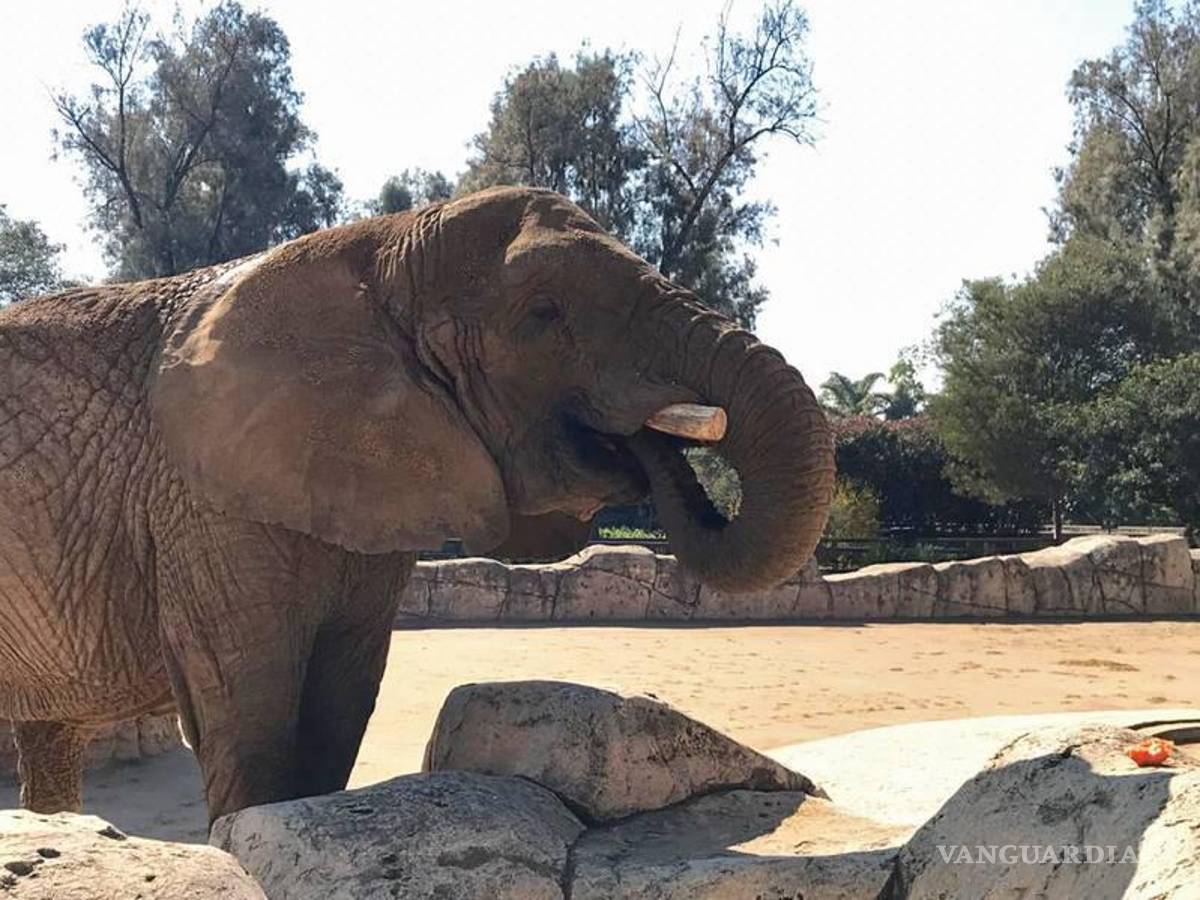 $!El juez señaló que el zoológico ha cumplido con el deber de protección y cuidados del ejemplar de fauna silvestre y tiene satisfechas sus necesidades