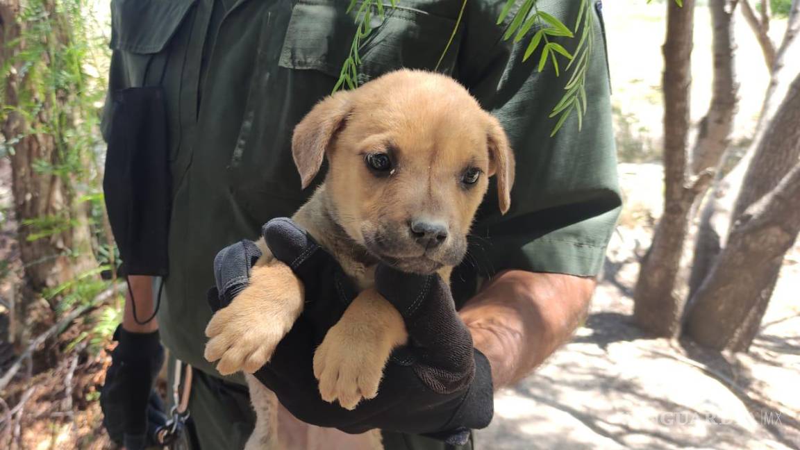 Rescatan a 18 cachorros en la sierra de Zapalinamé
