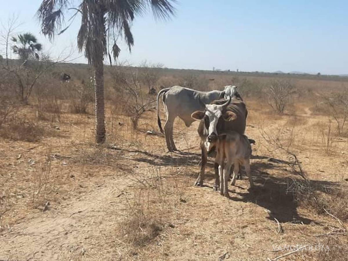 $!72.58% del territorio nacional se encontraba bajo alguna condición de sequía (de anormalmente seco a sequía excepcional)