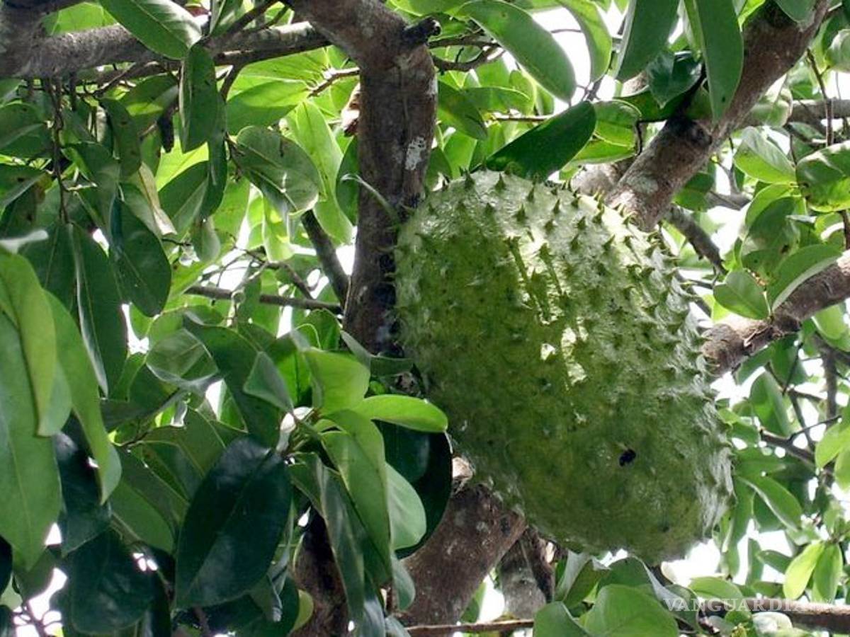 $!Moléculas de guanábana pueden destruir células de cáncer