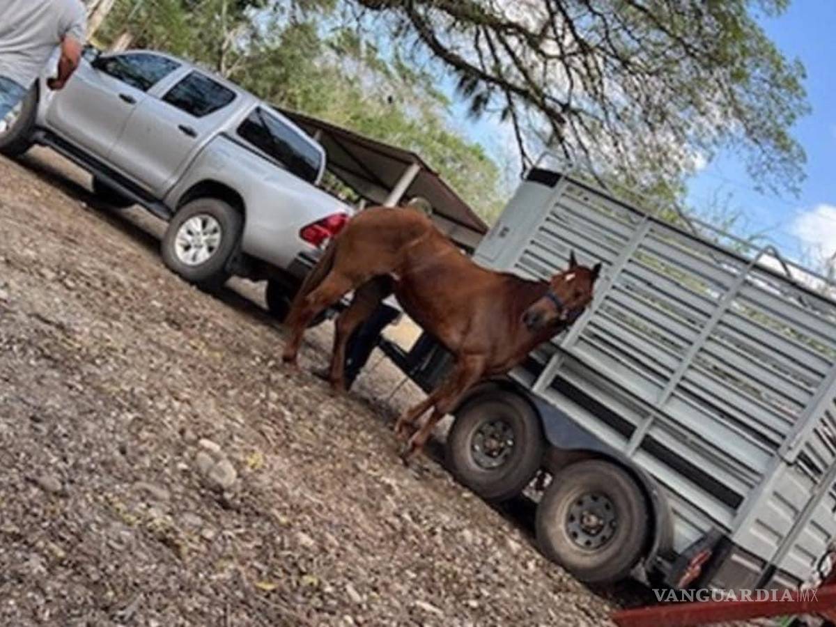 $!Camioneta y caballo durante el evento donde fueron vistos por última vez Hipólito Rodríguez Betancourt y su padre, Hipólito Rodríguez Sánchez