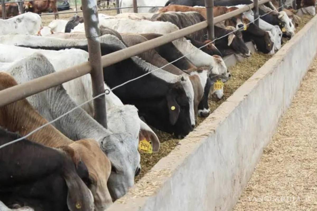 Adulta mayor fallece por infección causada por gusano barrenador