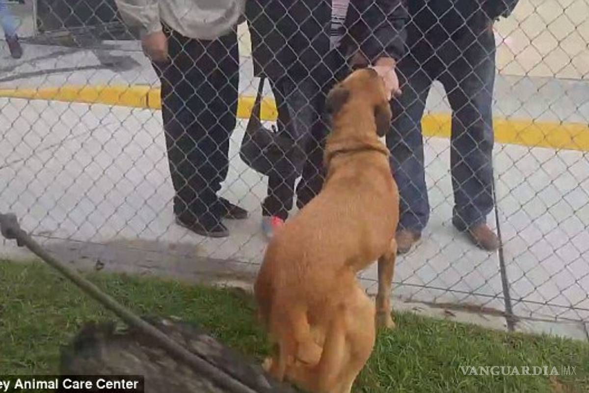 El doloroso momento en que una perra abandonada ve llegar a sus dueños y se emociona... y ellos querían otro perro