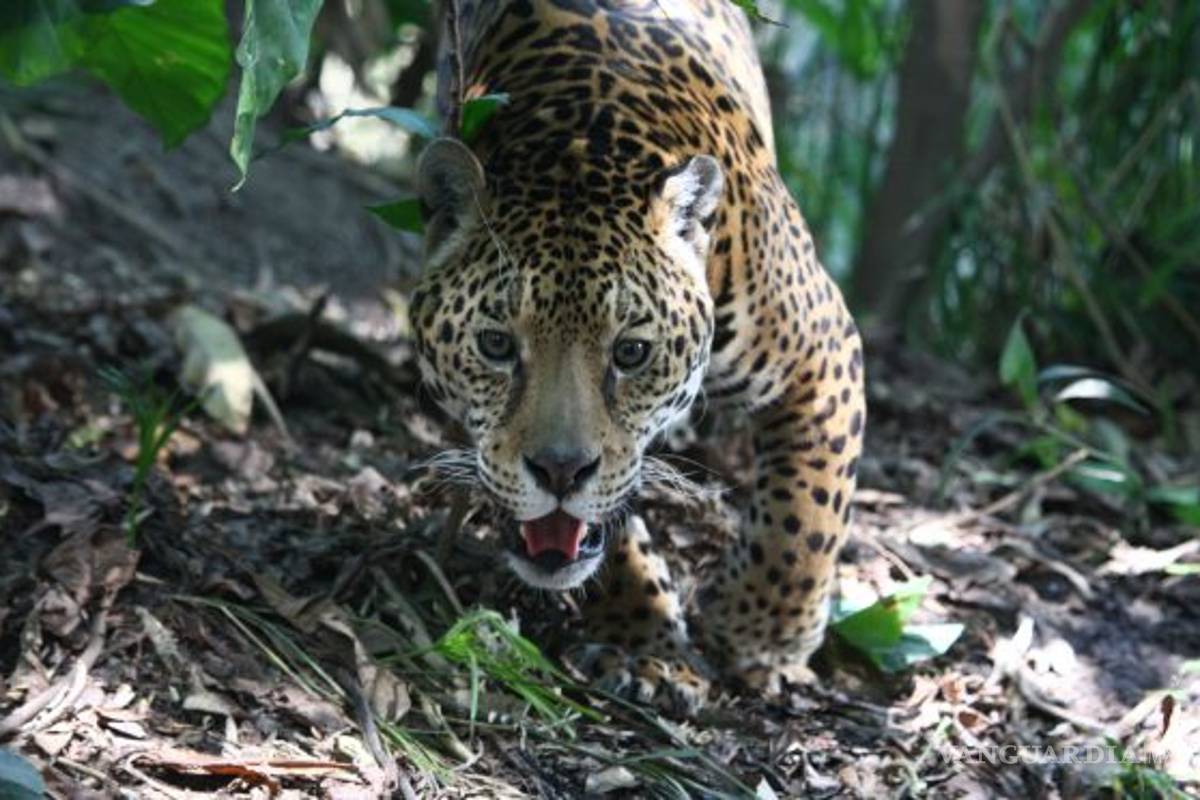 $!Si el Tren Maya no cumple ley ambiental la mitad de la población de jaguares está en riesgo