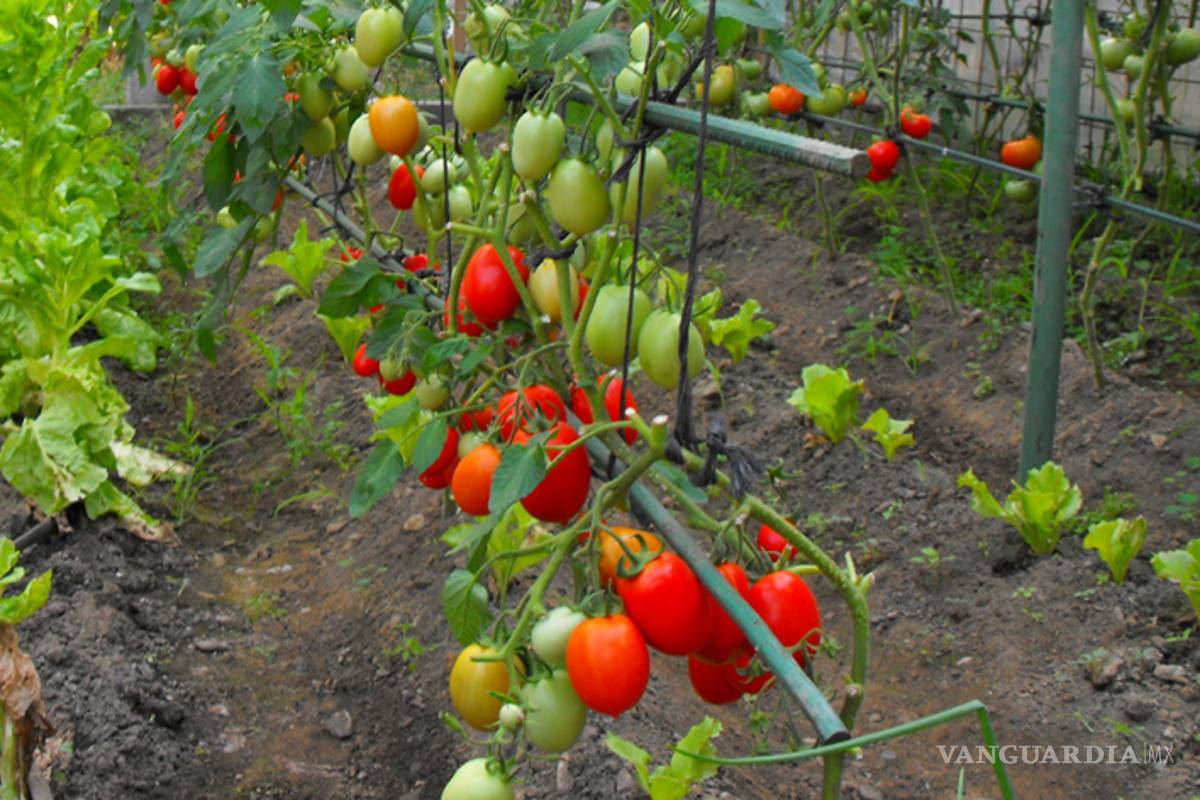 Científicos de la UNAM desarrollan invernaderos inteligentes