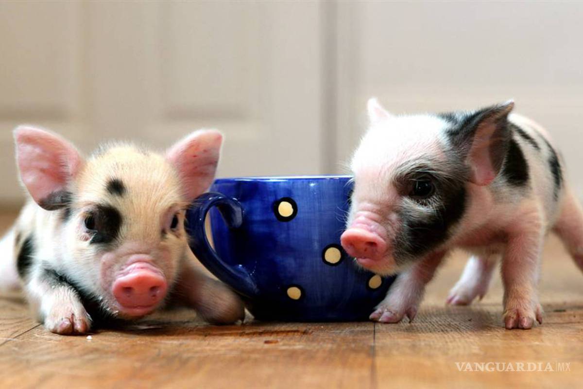 Cerditos miniatura, un nuevo amigo para el hogar