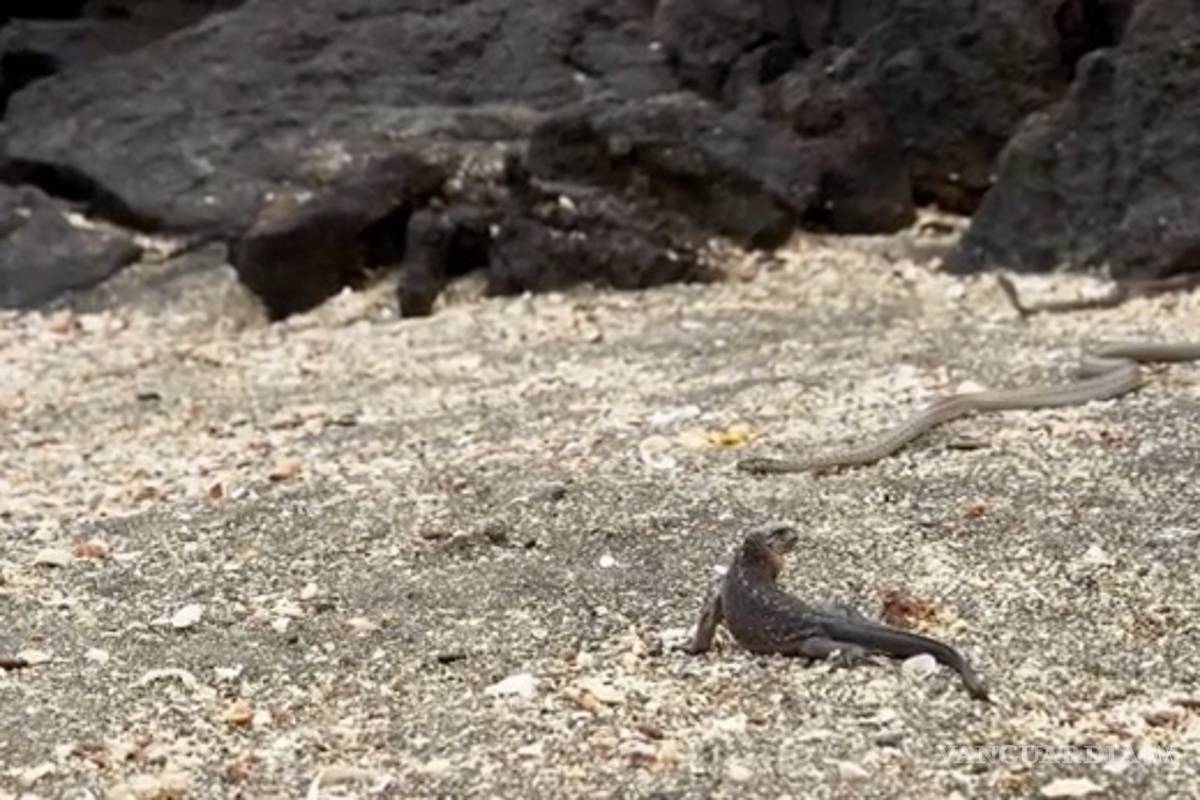 Viral: Impresionante escape al estilo 007 de una iguana de decenas de serpientes