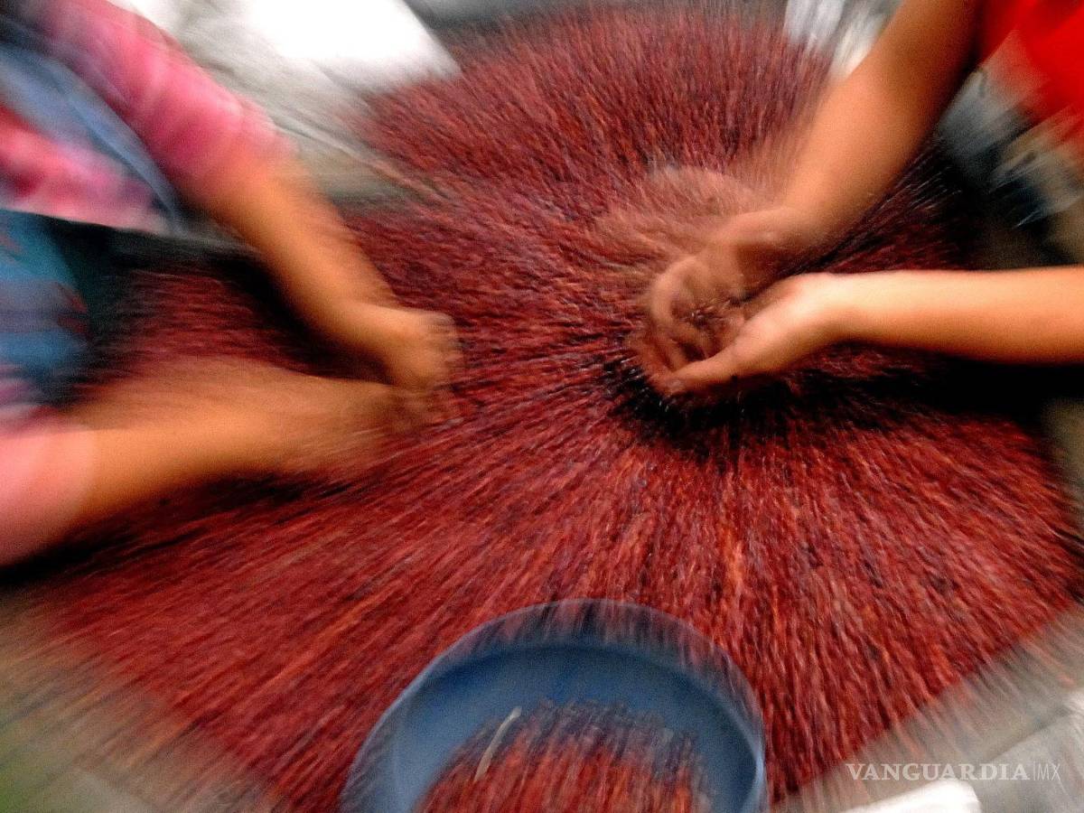 $!Una vez cosechados, los frijoles son seleccionados y preparados para el consumo alimentario. EFE