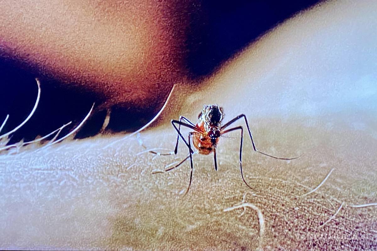 Sobran asesores; faltan políticos