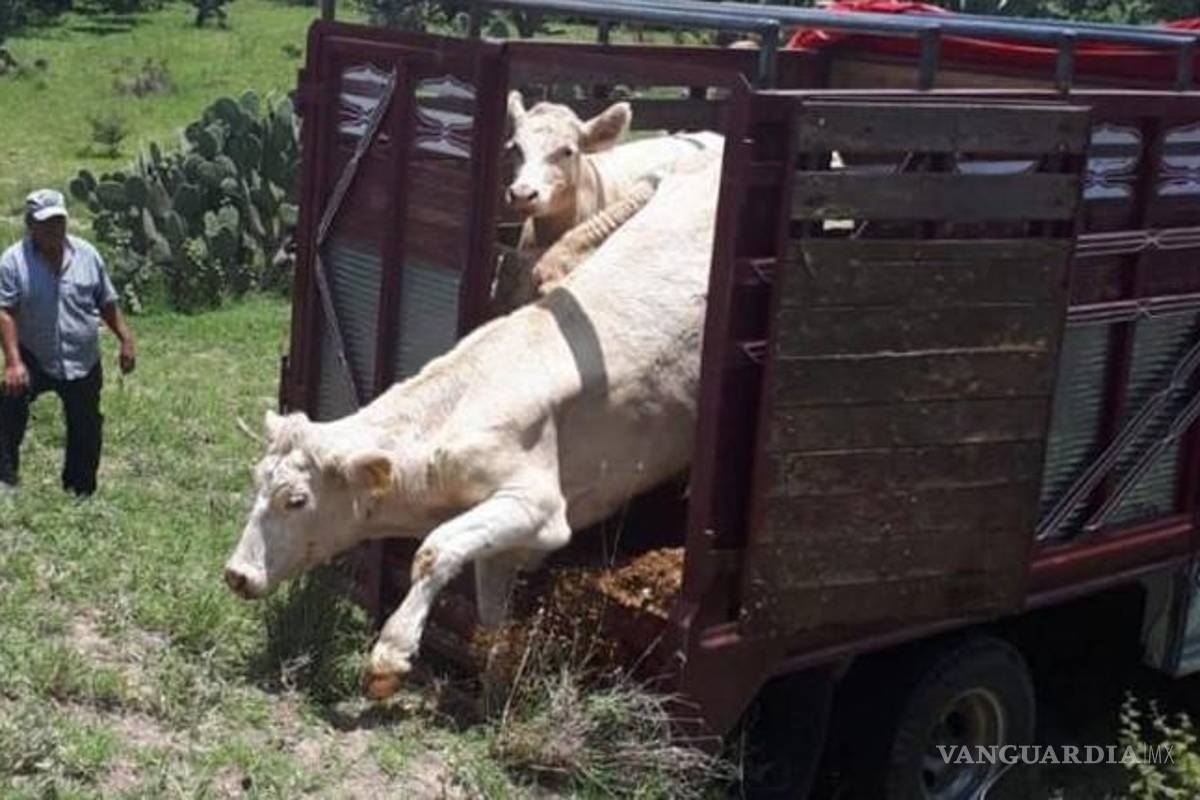 Tabasco es líder nacional en robo de ganado; en 11 meses van 507 expedientes