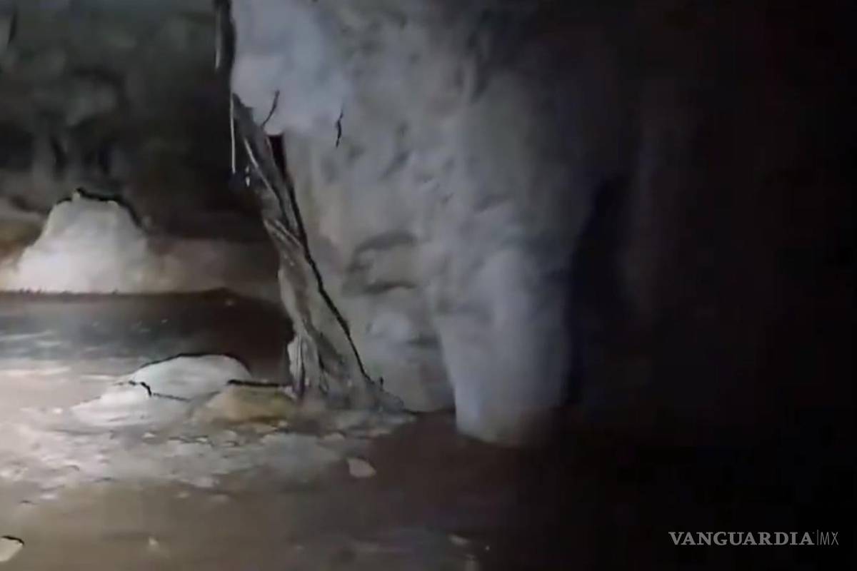 Admite Profepa daño; frenan T5 del Tren Maya