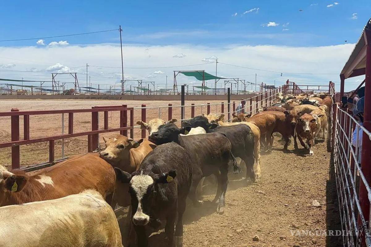 Reanudan exportación de ganado a Estados Unidos con reapertura gradual en Sonora