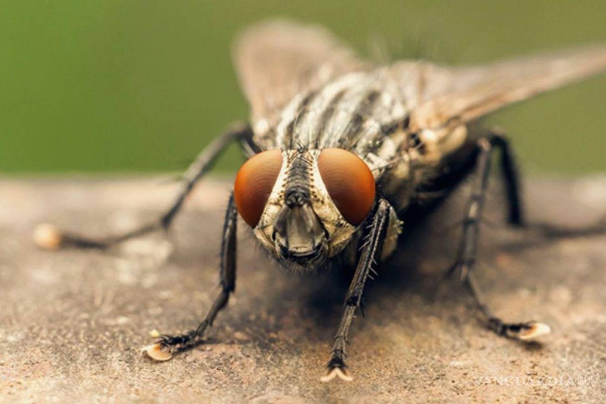 ¿Cuándo inicia la temporada de Moscas en México?... Por qué son peligrosas y cómo combatirlas de forma sencilla
