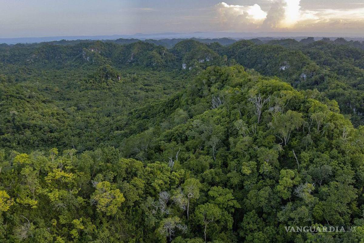 Activistas piden a Claudia Sheinbaum que los tome en cuenta