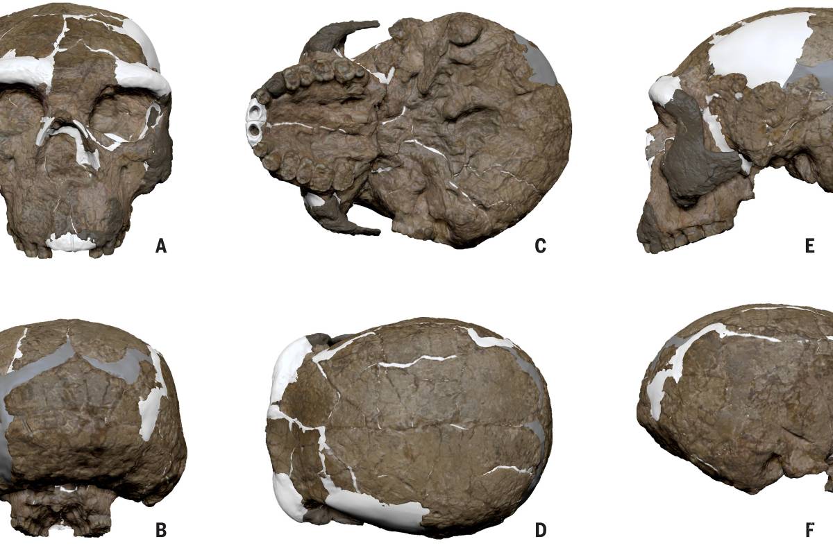 $!Reconstrucción del cráneo de Yunxian 2 en vistas estándar.