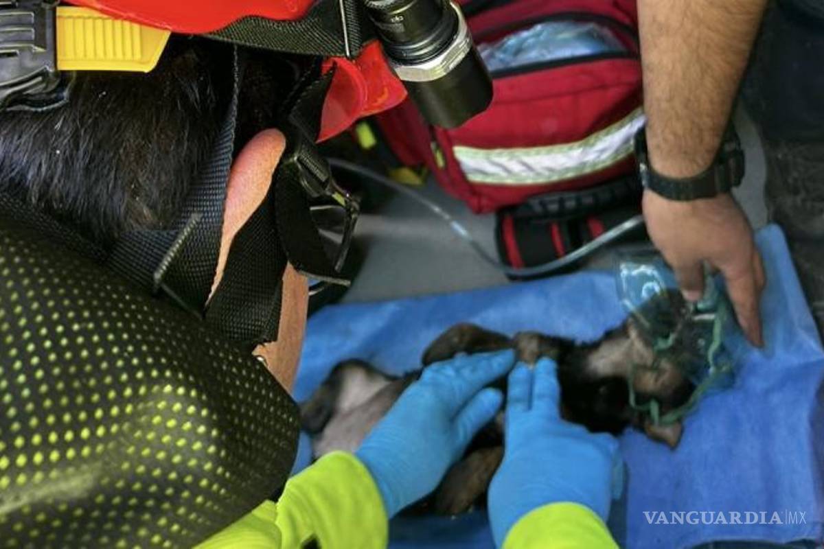 $!Un perro y un gato fueron rescatados con vida del interior de la casa afectada por el incendio, mientras que otro perro lamentablemente perdió la vida durante el siniestro.