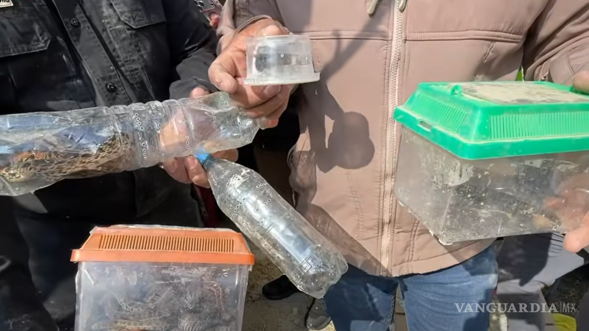 $!Rescatan más de 700 animales en Ecatepec durante operativo en inmueble presuntamente invadido