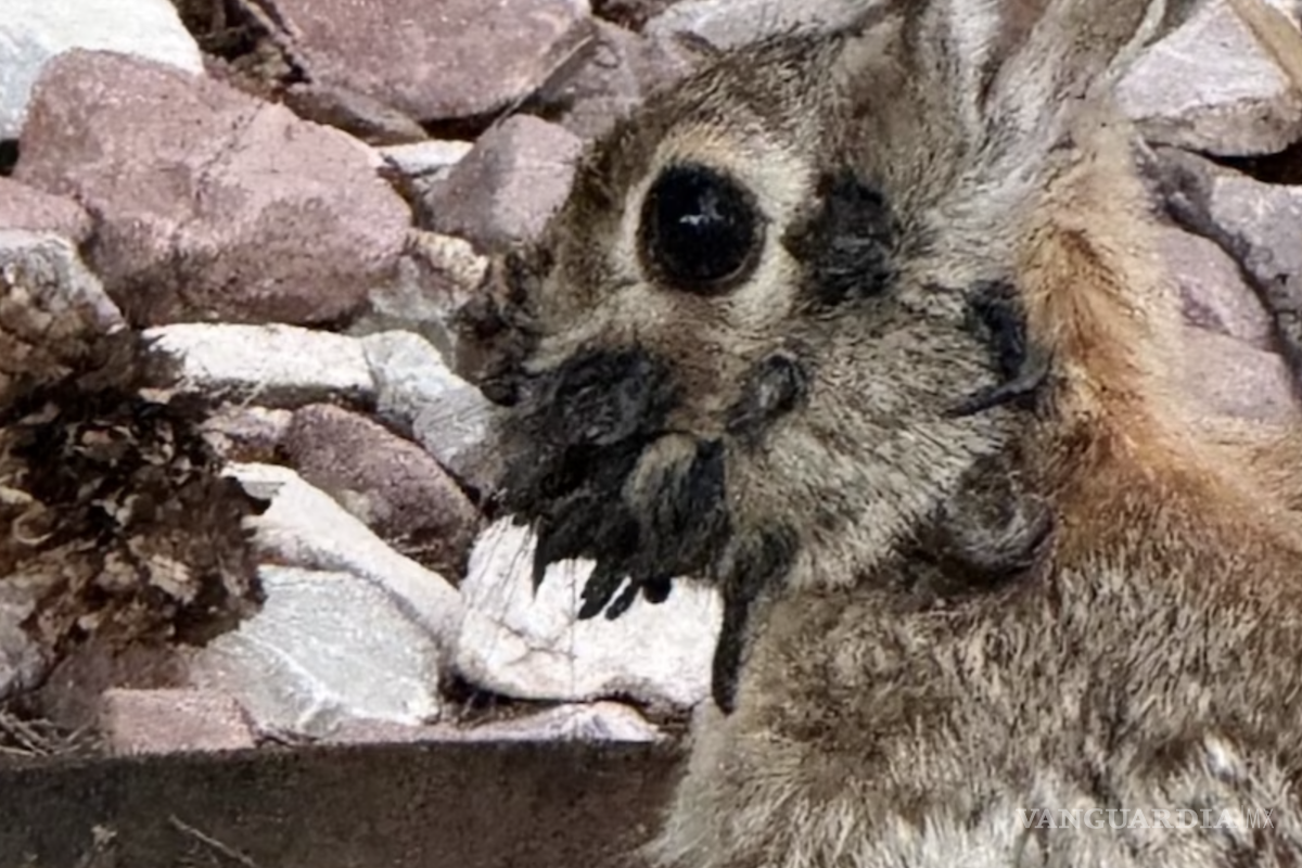 El misterioso virus que causa cuernos y tentáculos en conejos de Estados Unidos