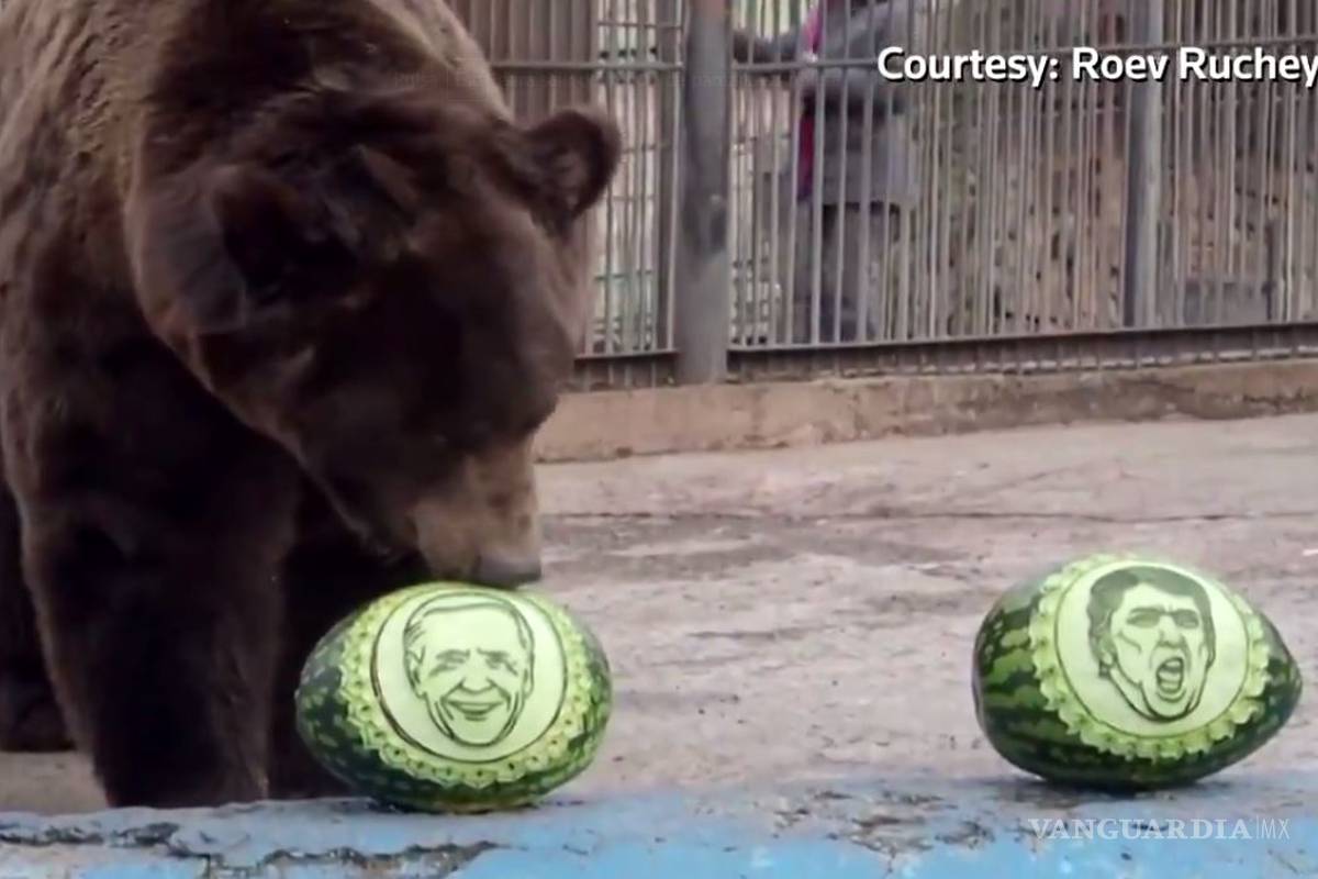 Oso 'vidente' pronostica al ganador de elecciones en Estados Unidos