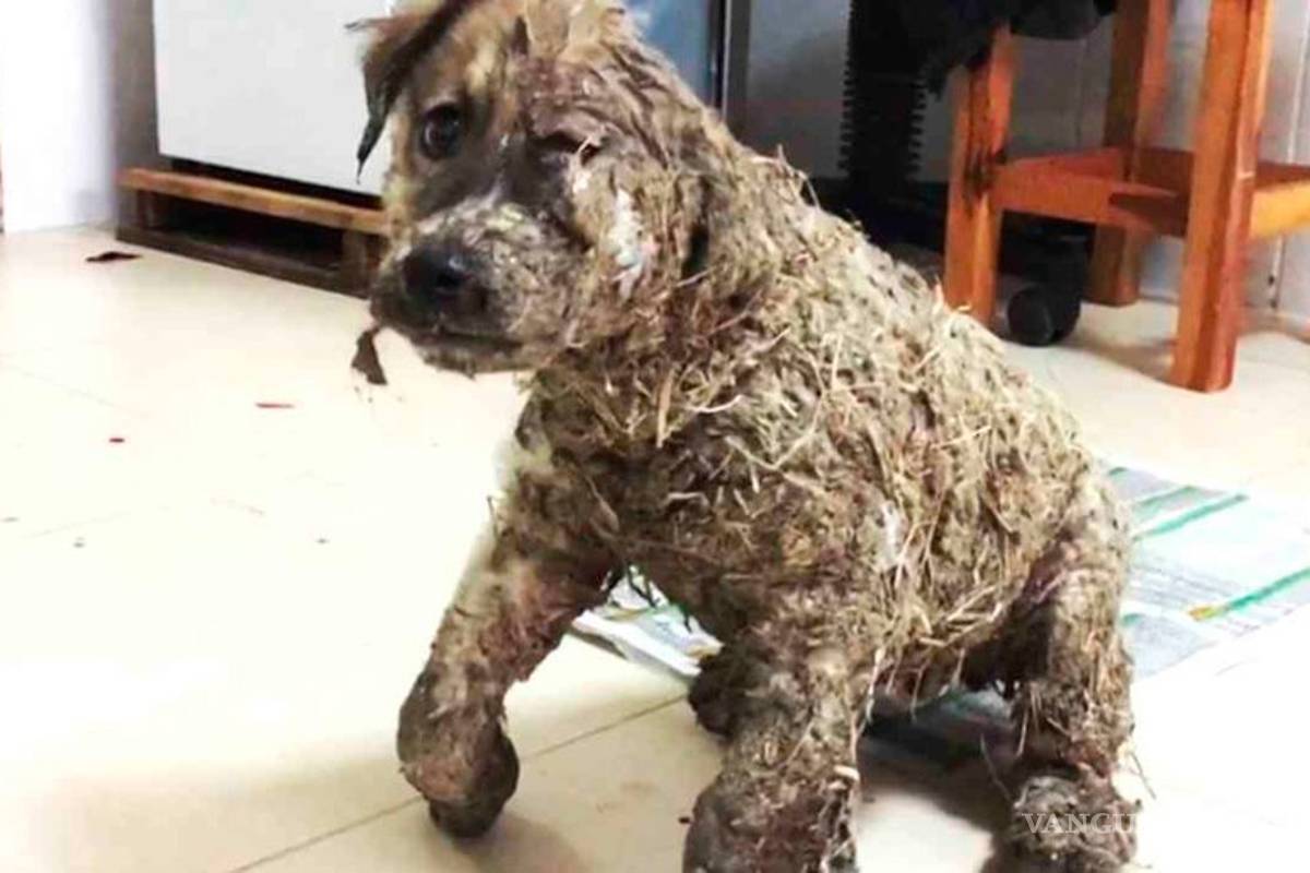 Niños llenan de pegamento a perro y lo dejan inmóvil