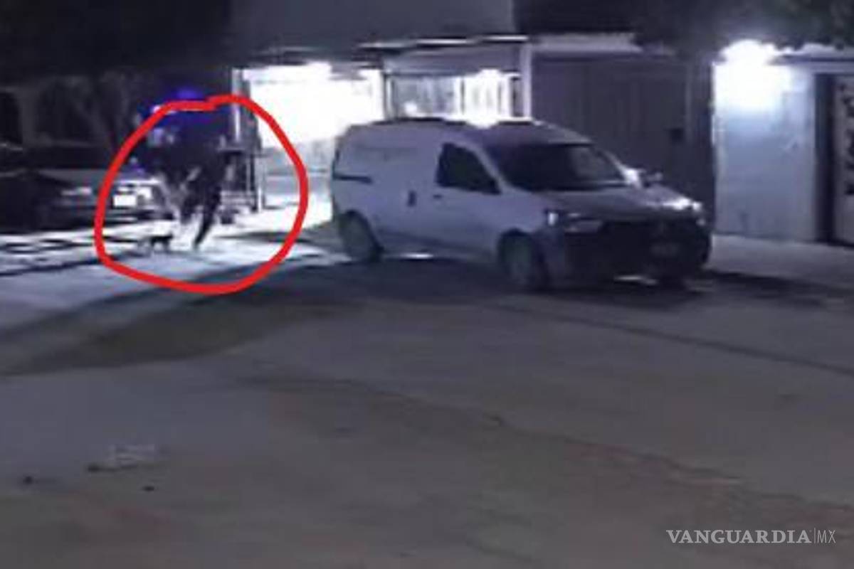 Denuncian en redes sociales agresión a gatita en Torreón; sufre fractura de costillas al ser aventada 10 metros