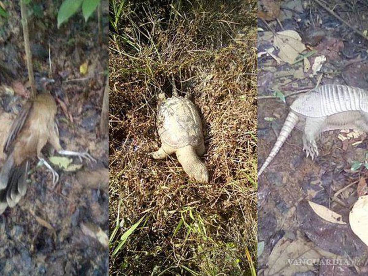 $!Activistas han descubierto animales “empetrolados”